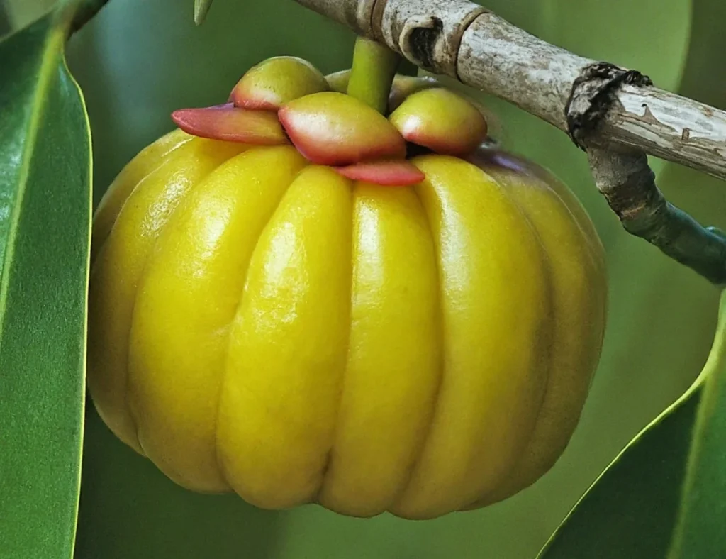 A imagem mostra a fruta garcinia cambogia
